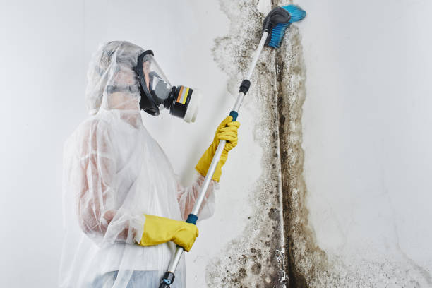 Best Mold Testing  in Welsh, LA