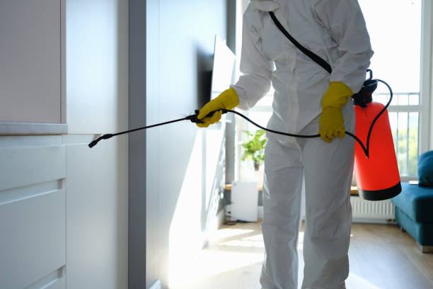Best Same-Day Mold Removal  in Welsh, LA