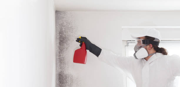 Best Fast Mold Removal  in Welsh, LA