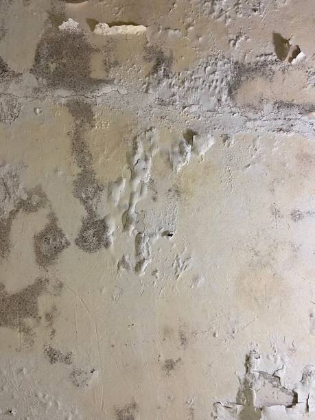 Best Crawl Space Mold Removal  in Welsh, LA