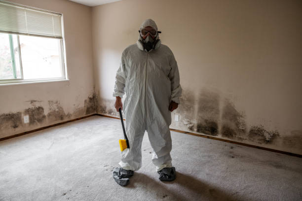 Best Same-Day Mold Removal  in Welsh, LA