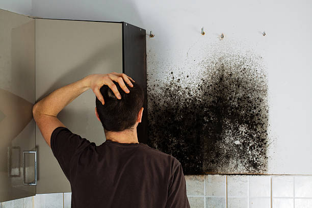 Best Commercial Mold Removal  in Welsh, LA