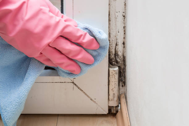 Best Residential Mold Removal  in Welsh, LA