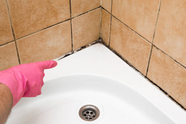 Best Affordable Mold Removal  in Welsh, LA